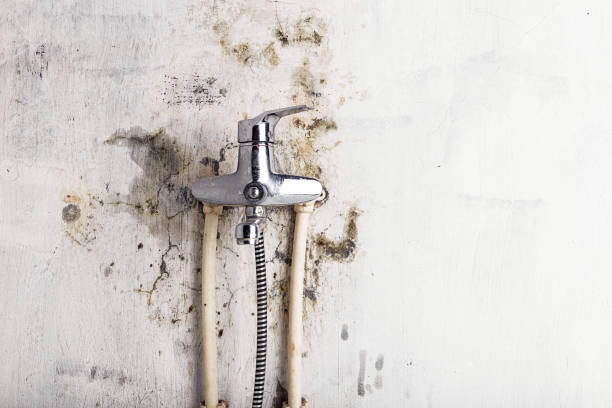 Best Certified Mold Removal  in Sayre, PA
