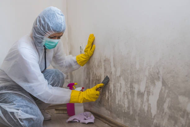 Best Mold Removal and Inspection  in Sayre, PA