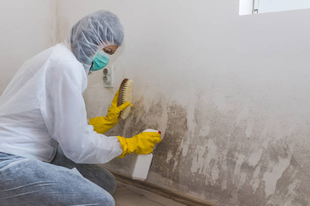 Best Mold Cleaning Services  in Sayre, PA