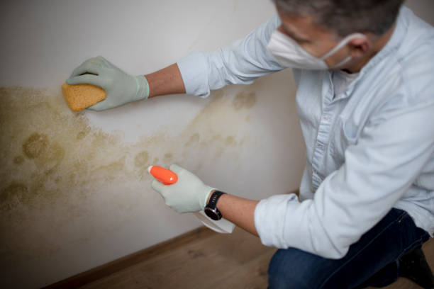Best Residential Mold Removal  in Sayre, PA