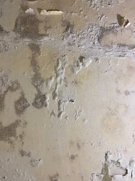 Best Fast Mold Removal  in Sayre, PA