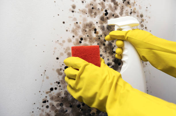 Best Office Mold Removal Services  in Sayre, PA