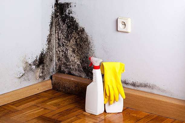 Best Commercial Mold Removal  in Sayre, PA