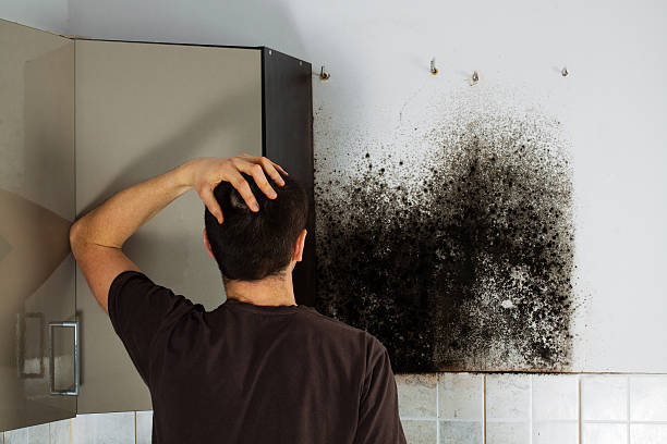 Office Mold Removal Services in Sayre, PA