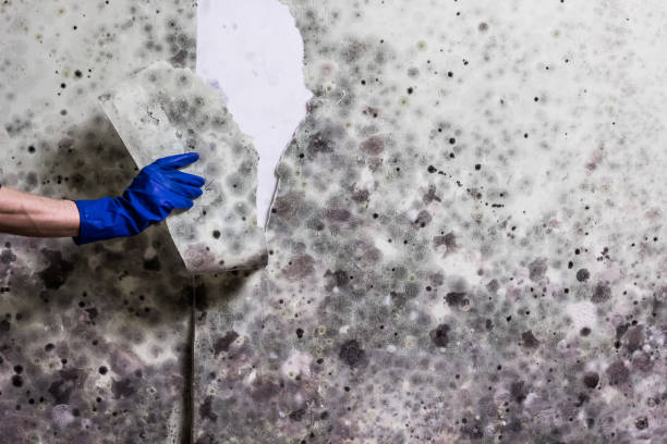 Best Fast Mold Removal  in Sayre, PA