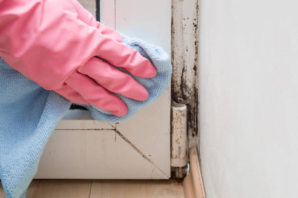 Best Home Mold Removal  in Sayre, PA